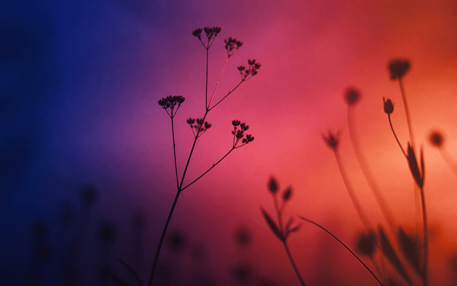 Grainy blue, violet, coral, and orange botanical silhouette